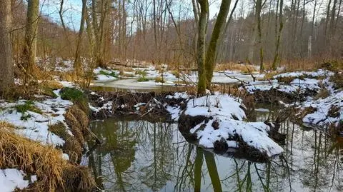 Mokradła koło Fromborka