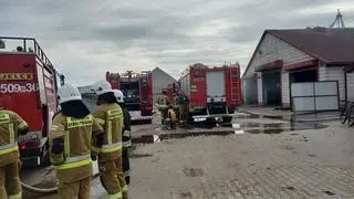 Wyprowadzono większość zwierząt