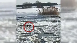 Sarna na krze na Wiśle