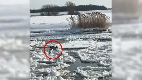 Sarna na krze na Wiśle