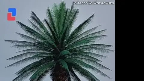 PALMA_VIDEO_PION_2701