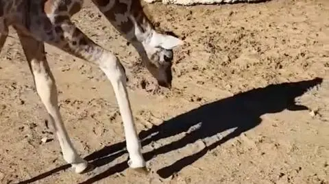 Mała żyrafa nie mogła oderwać wzroku od swojego cienia