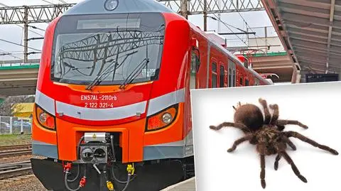 Niecodzienny pasażer pociągu Polregio