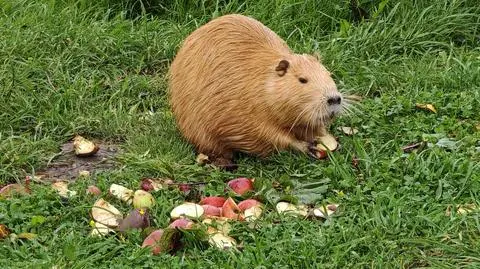 Nutrie nad zalewem w Parzęczewie