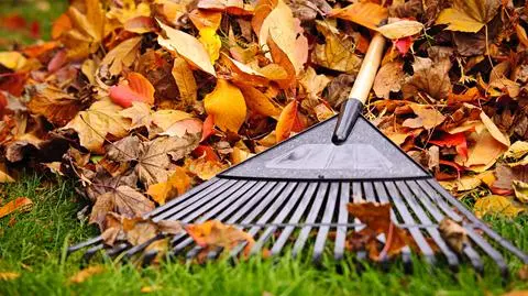 Grabić liście, czy nie grabić? Ekspert radzi