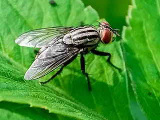 Cochliomyia hominivorax