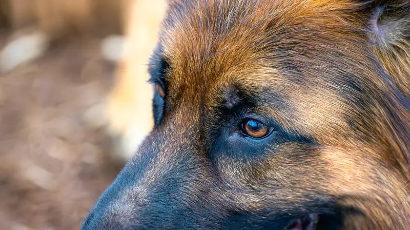 Co robić w razie ataku psa? Ekspertka odpowiada