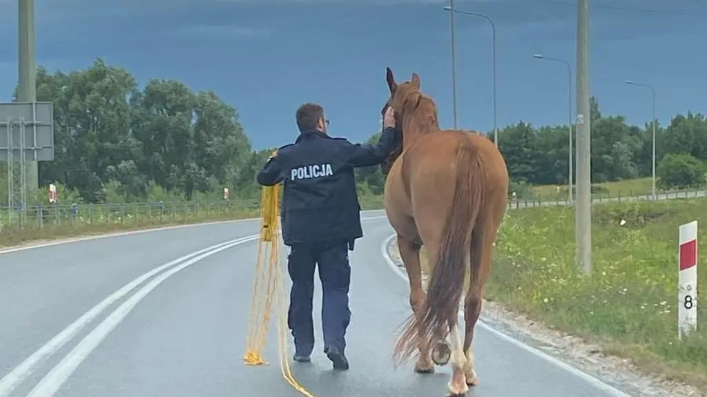 Koń trafił pod opiekę policjantów