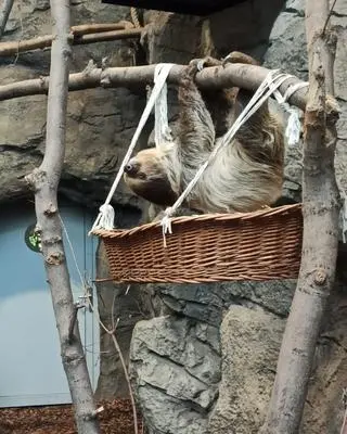 Młody leniwiec z Dortmundu zamieszkał w Śląskim Ogrodzie Zoologicznym