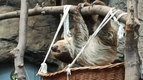 Młody leniwiec z Dortmundu zamieszkał w Śląskim Ogrodzie Zoologicznym