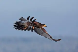 Myszołowiec towarzyski (łac. Parabuteo unicinctus)