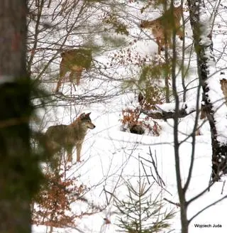 Wilki w Bieszczadach 