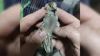 Ptaki, które przeżyły były w kiepskim stanie