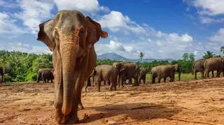 Uruchomiono aplikację, która ma ostrzegać ludzi przed stadami dzikich słoni