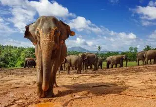 Uruchomiono aplikację, która ma ostrzegać ludzi przed stadami dzikich słoni