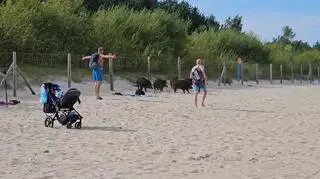 Dziki pojawiły się w rejonie wejścia na plażę numer 62