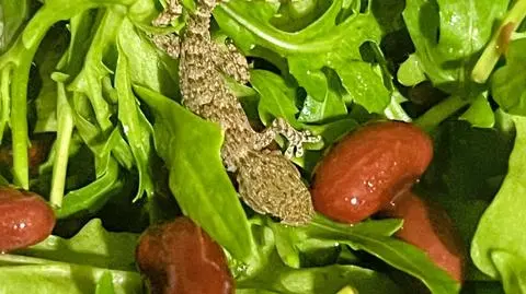 Robiła sałatkę z fasolą 