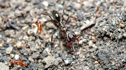 Mrówka Odontomachus simillimus, jeden z gatunków występujących na Fidżi