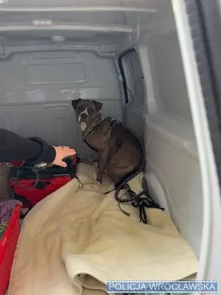 Amstaff zaatakował ludzi i psa