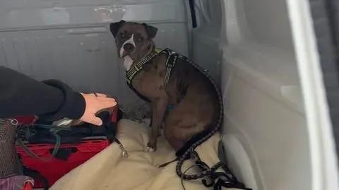 Amstaff zaatakował ludzi i psa