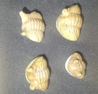 Okazy mają dużą wartość naukową, edukacyjną i wystawienniczą