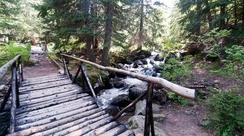 Pierwsza ofiara śmiertelna niedźwiedzia w kraju od 16 lat