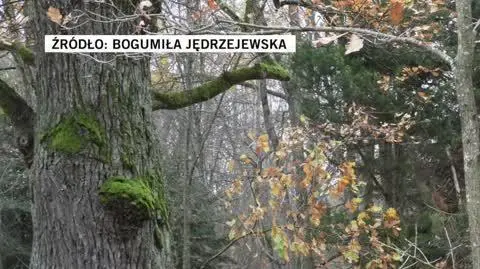 Bogumiła Jędrzejewska