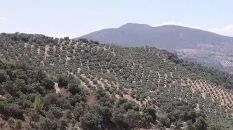 plantacja