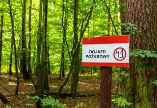 Czy lasy na majówkę zostaną zamknięte? Minister odpowiada