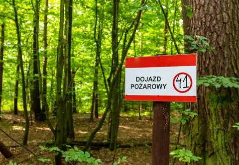 Czy lasy na majówkę zostaną zamknięte? Minister odpowiada