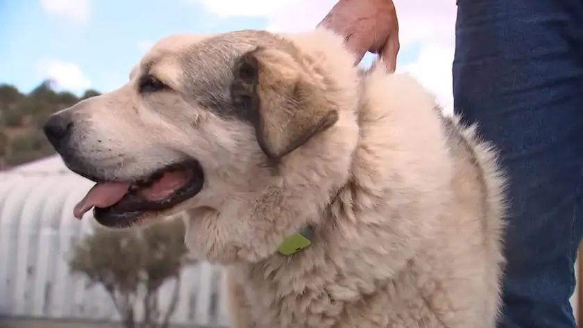 Dwulatek błąkał się nocą po pustynnym obszarze. Uratował go pies