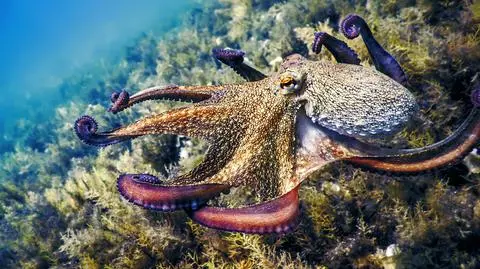 Ośmiornica zwyczajna