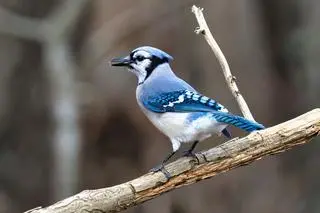 Modrosójka błękitna (Cyanocitta cristata)