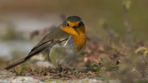 Żłóbek, a w nim orły, kukułki, łabędzie, kaczki czy papugi? Ptaki w bożonarodzeniowej tradycji