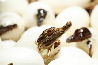 Krokodyl syjamski (zdjęcie poglądowe) 