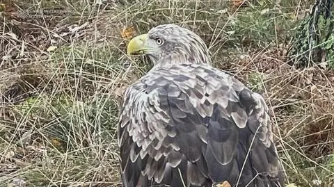 Klatka kluczowa-27246