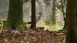 Bekowisko danieli