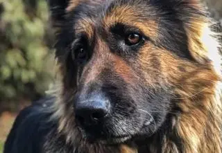 Pies zaatakował dziecko (zdjęcie ilustracyjne)