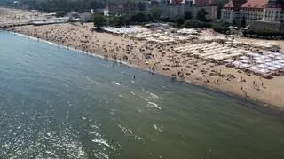 Sinice w Bałtyku 