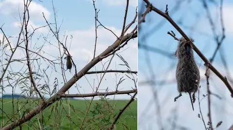 Scena jak z horroru? Spokojnie, to tylko ptasia spiżarnia