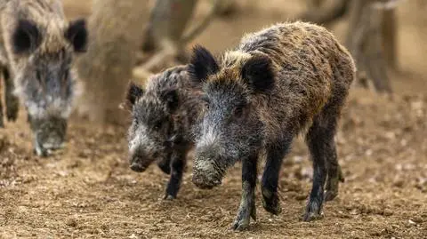 Blisko dwa miliony zabitych dzików, a wirus ASF wciąż tu jest