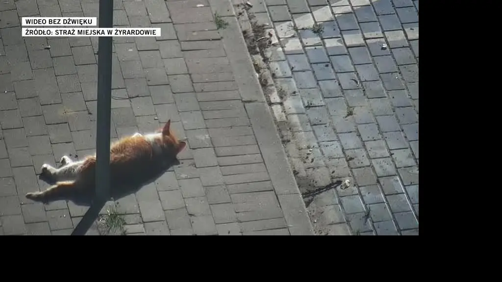 Straż miejska w Żyrardowie 