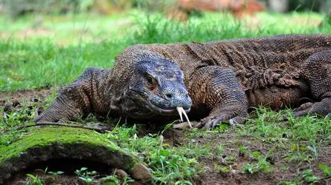 waran z Komodo shutterstock_2150983097