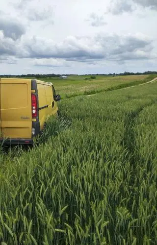 Zniszczył uprawę kukurydzy 