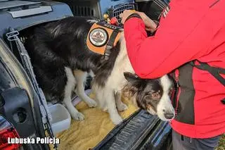 W akcji biorą udział psy poszukiwawcze