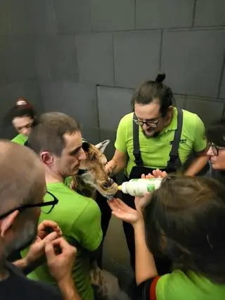 W zoo w Łodzi urodził się samiec żyrafy