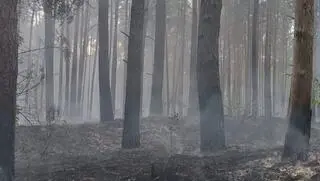 Rośnie liczba pożarów w polskich lasach