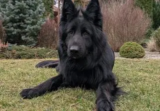 Zabrał z ulicy cudzego psa i tego samego dnia sprzedał