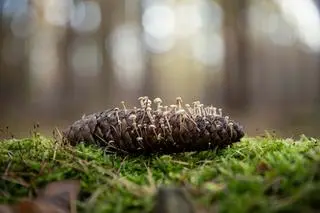 Młodziutkie szyszkówki świerkowe (Strobilurus esculentus) - zdj. poglądowe