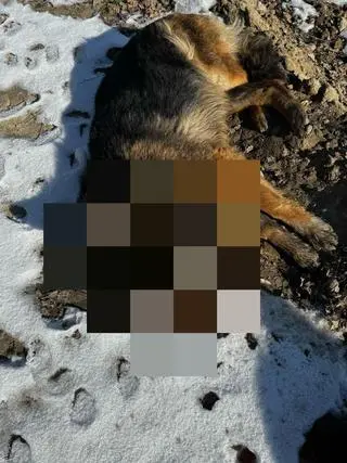 Nie żyje 11 psów i cztery lisy